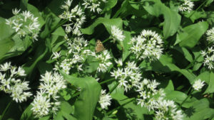 wildgarlic-butterfly