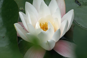 Lily in the Devon Wildlife Pond