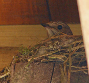 Fly Catcher on Nest