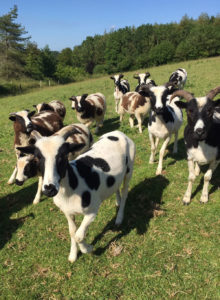 Shorn Jacob sheep