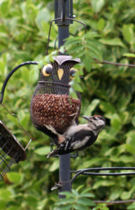 Woodpecker meets Owl !