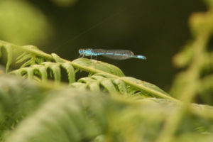 Damselfly