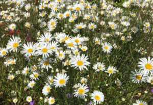 Oxy Daisies