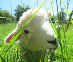 Orphan tame lamb, Woolly is expecting lambs herself this year Woolly is