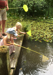 Fish for frogs in the pond