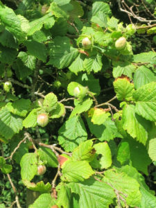 Forage for Hazelnuts