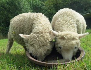 Tame lambs 3mths