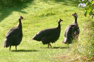 Guinea Fowl