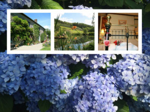 Homepage Hydrangea