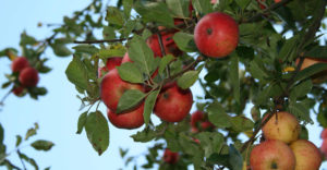 Apple picking time