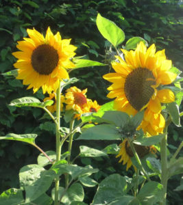 Sunflowers