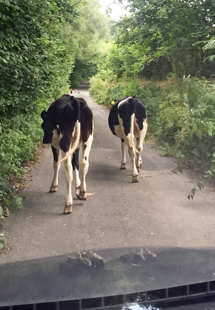 North Devon Traffic Jam, spot the hens !