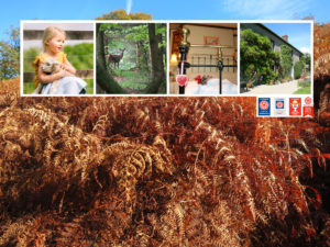 Devon Bed and Breakfast, Barnstaple B&B, Exmoor Accommodation