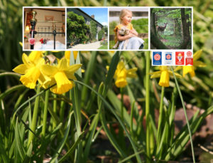 Homepage March daffodils