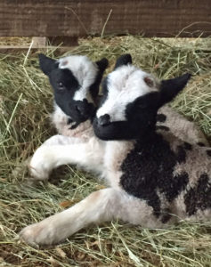 Lambs resting on hay