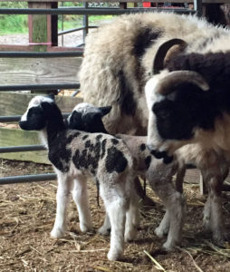 Jacob with twin lambs