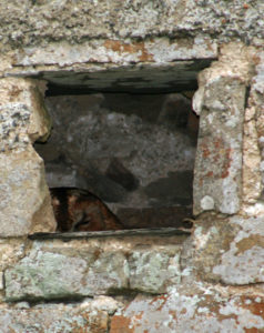 Tawny owl on eggs