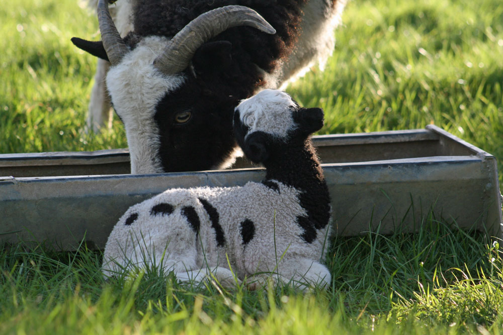 Jacob ewe and lamb at trough