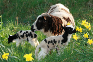 Ewe with lambs smelling the daffodils
