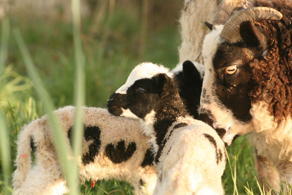 Jacob ewe and lambs