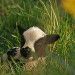 Jacob lamb resting
