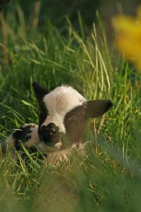 Jacob lamb resting