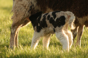 Jacob lamb feeding