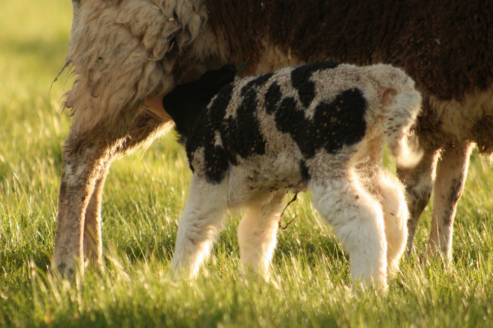 Jacob lamb feeding