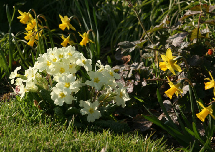 Spring flowers; primroses & daffodils