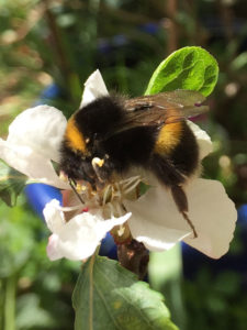 Bee on Blossom