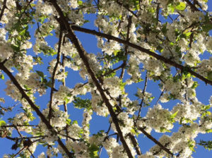 Cherry Blossom