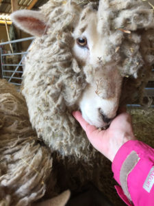 Woolly - last years tame orphan lamb