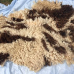 Raw Jacob fleece for spinning