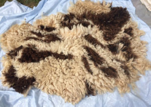 Raw Jacob fleece for spinning