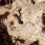 Raw Jacob fleece