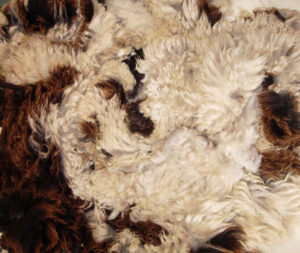 Raw Jacob fleeces available to purchase, to spin, weave or felt