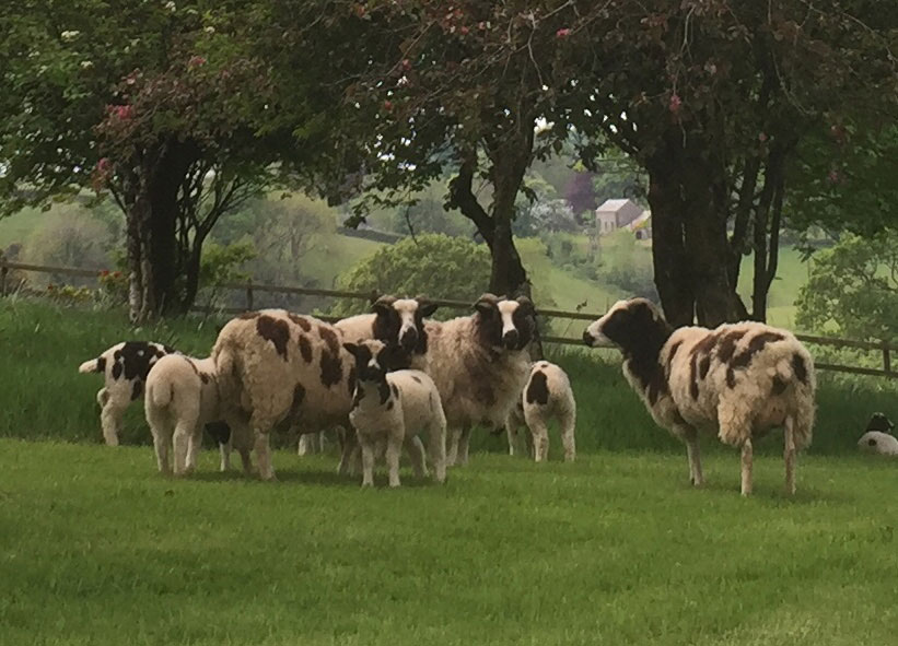 Jacobs before shearing