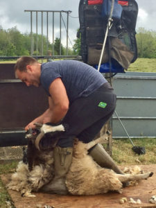 Shearing Jacob