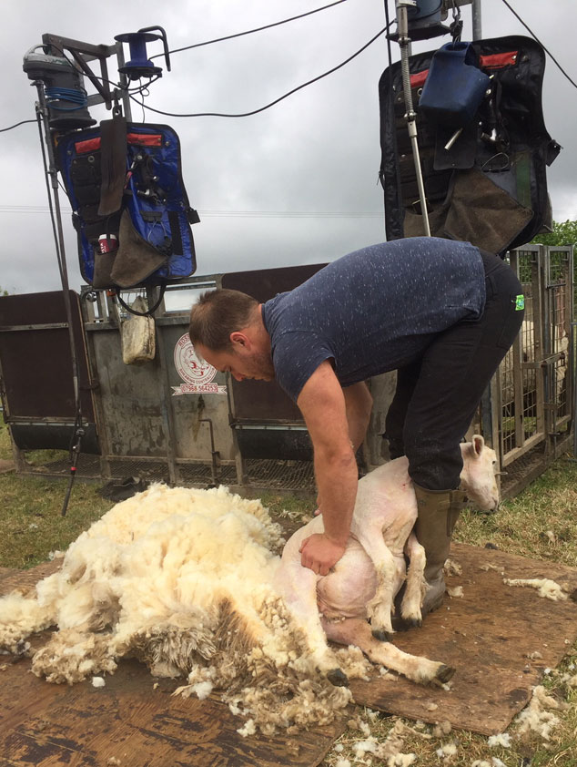 Shearing Woolly