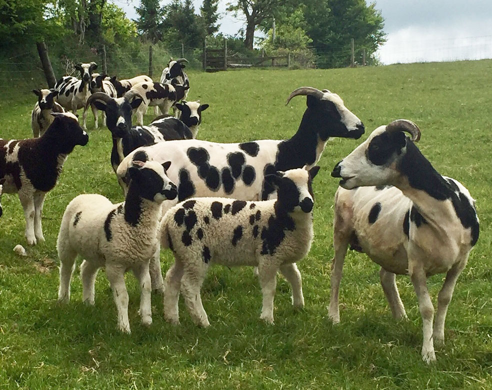 Shorn Jacobs in May