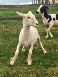 Shorn Woolly