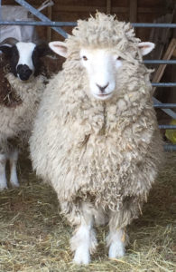 Woolly before shearing