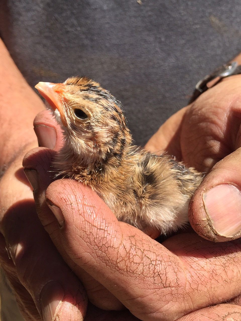 Newly hatch Guinea fowl chick