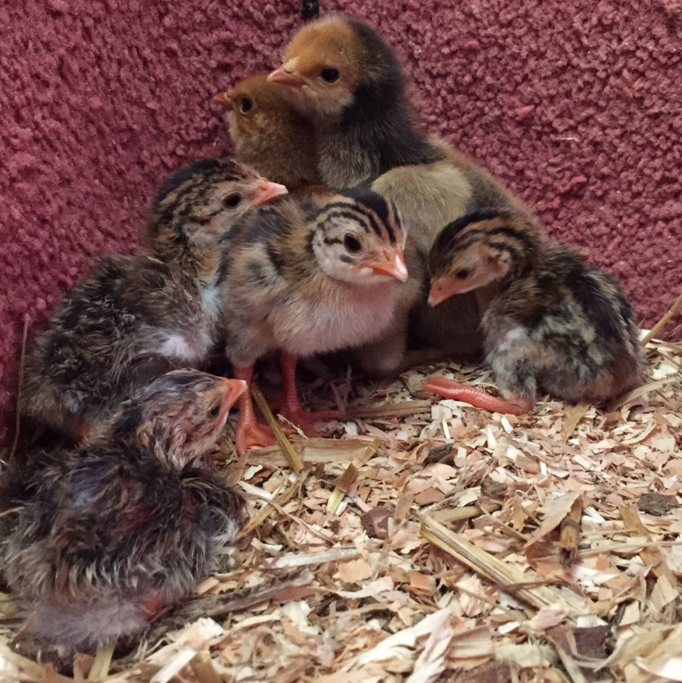 Guinea Fowl Chicks