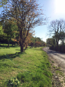 Lane to farmhouse