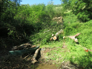 Fallen Tree