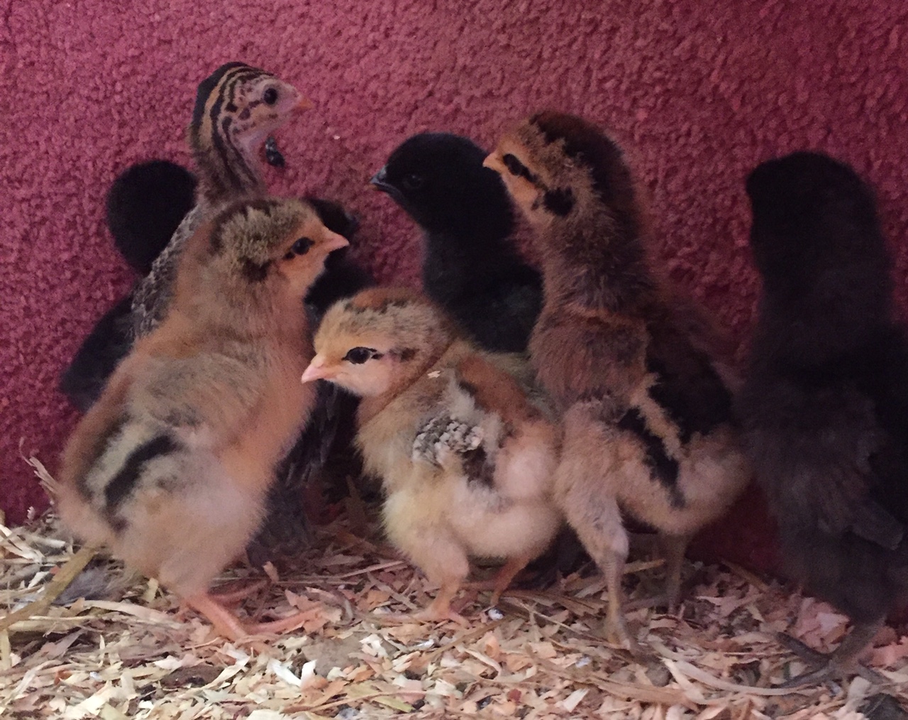 Chicks July 2020