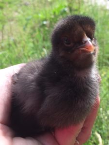 Chick July 2020