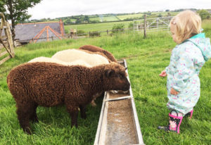 Rockie - the tame lamb