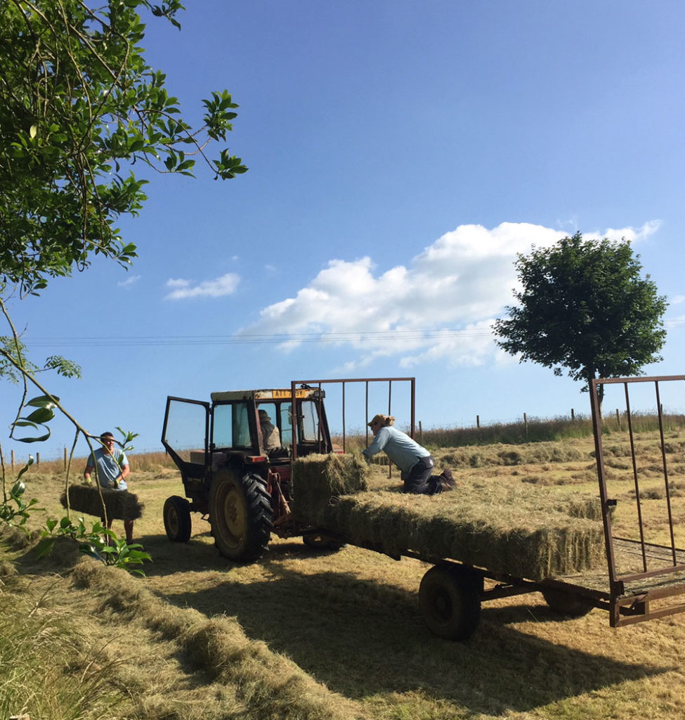 Small Bale Hay North Devon